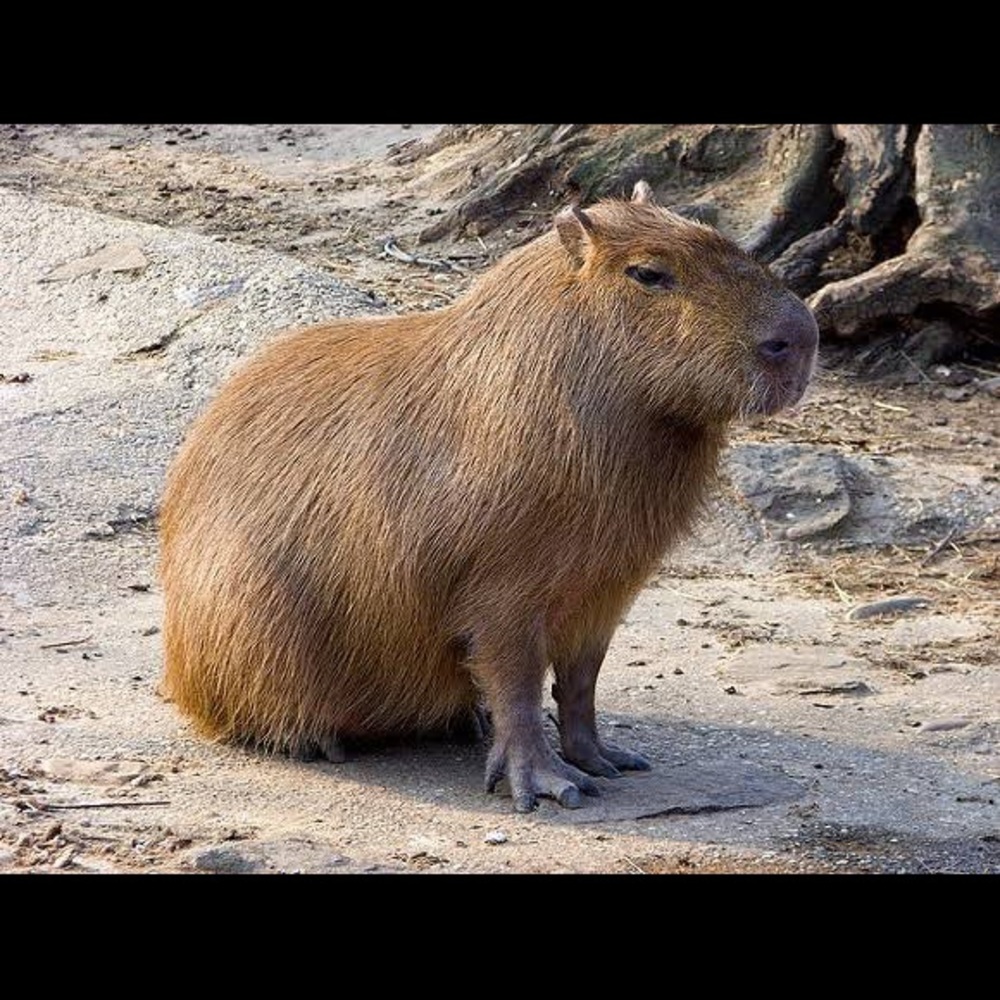 Meet your Posher, Fabian